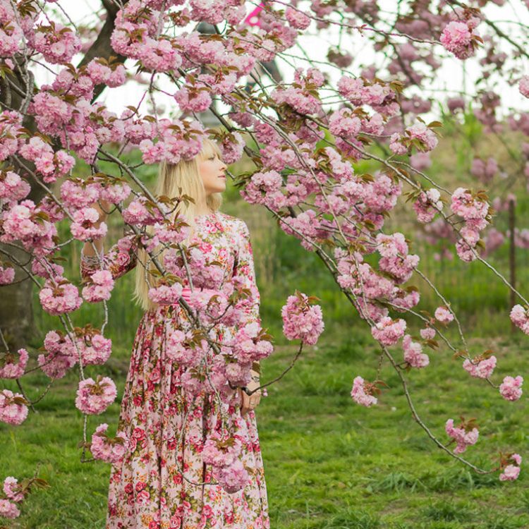 CherryBlossoms 8583